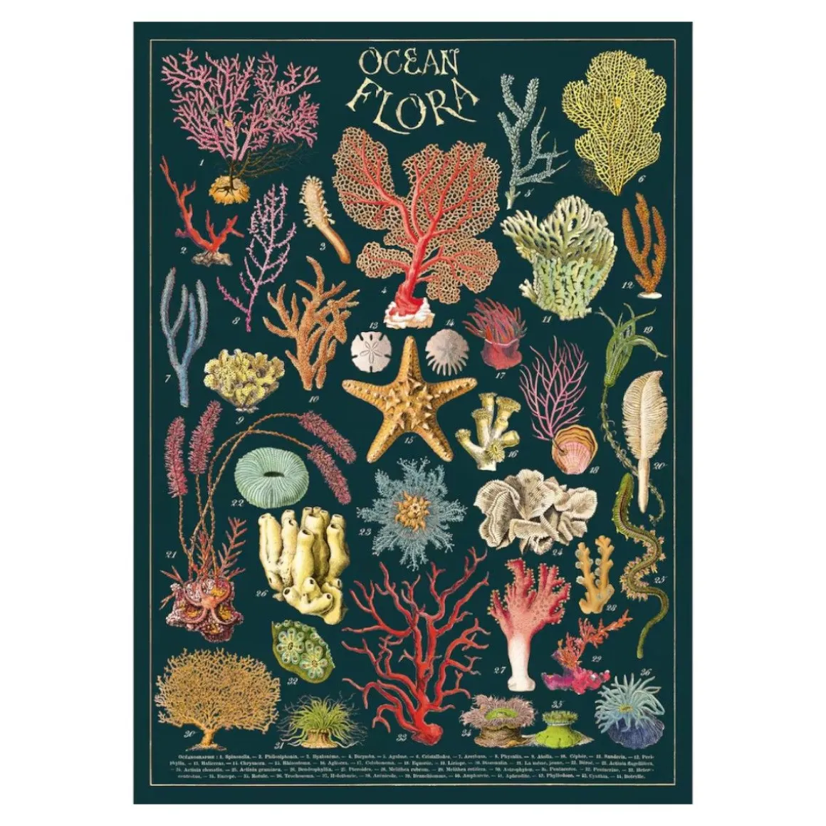 Affiche vintage Flore des océans