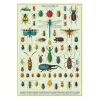 Affiche vintage insectes