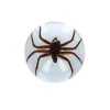 Araignée d'eau sous résine