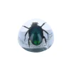 Coléoptère vert sous résine