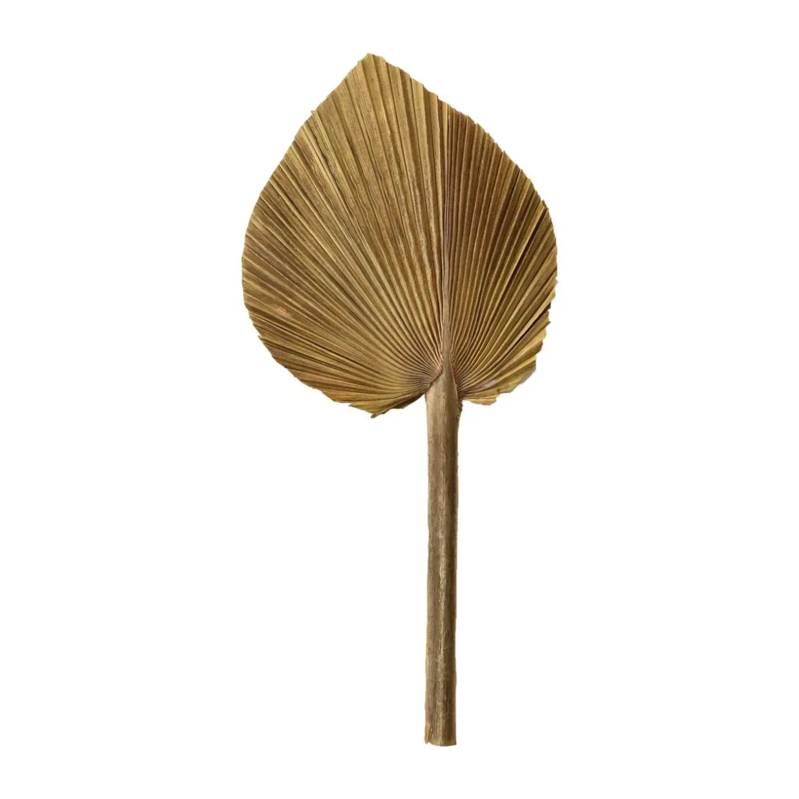 Feuille de palme naturelle 15-20 cm