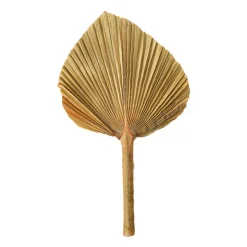 Feuille de palme naturelle 25-30 cm