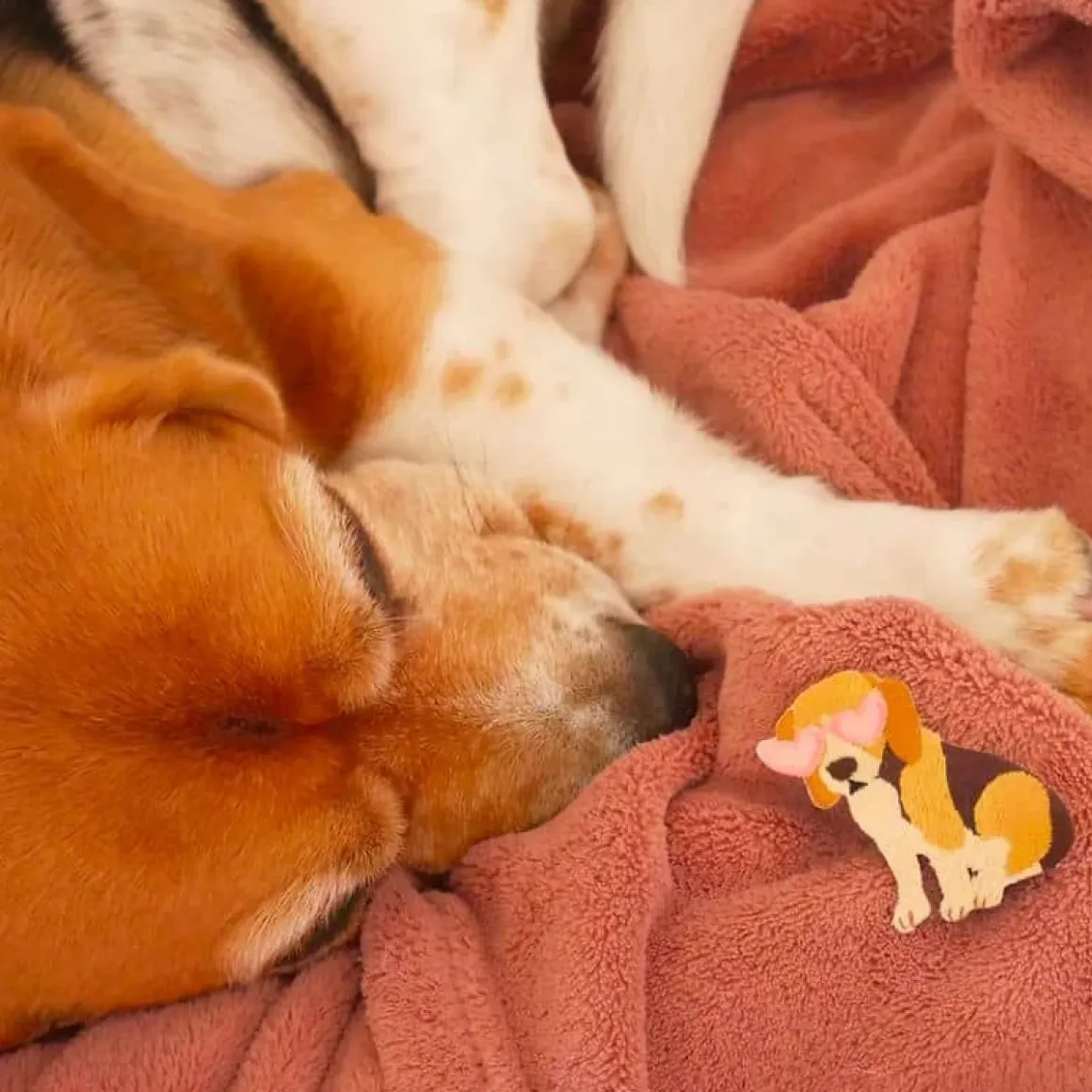 Patch thermocollant chien beagle