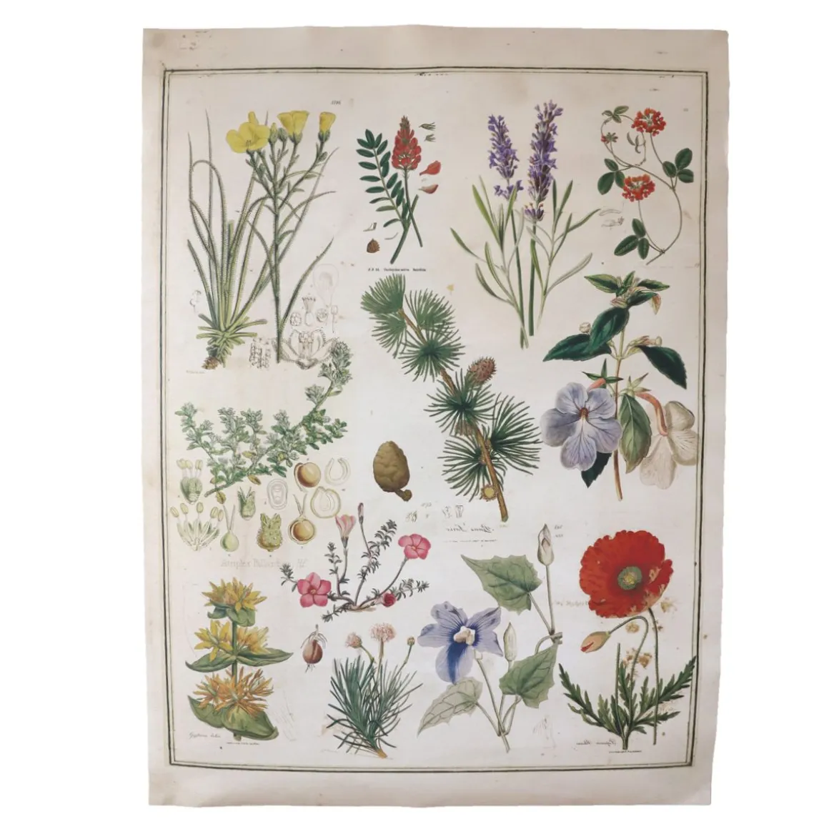 Poster en papier fleurs