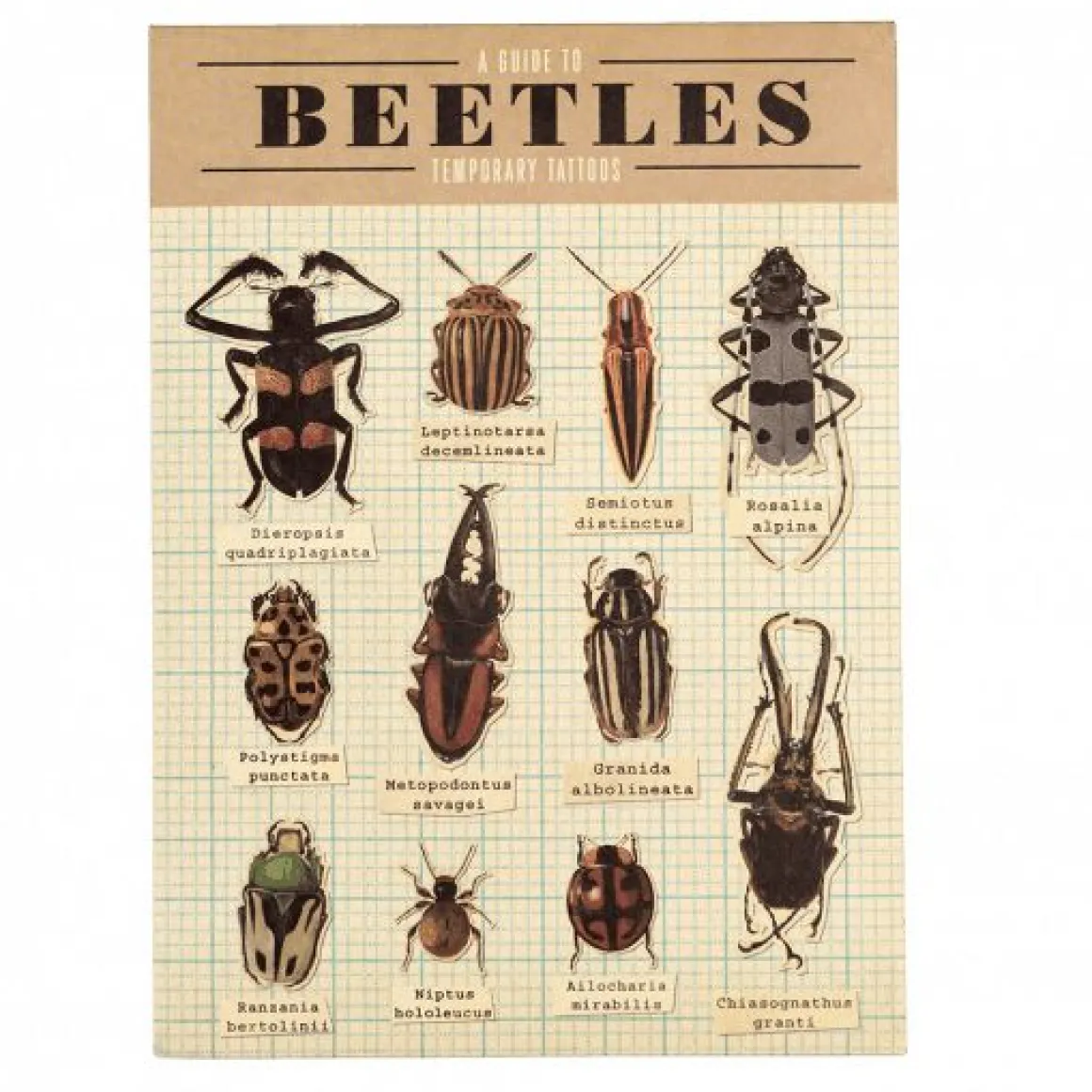 Tatouages temporaires insectes