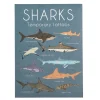 Tatouages temporaires requin